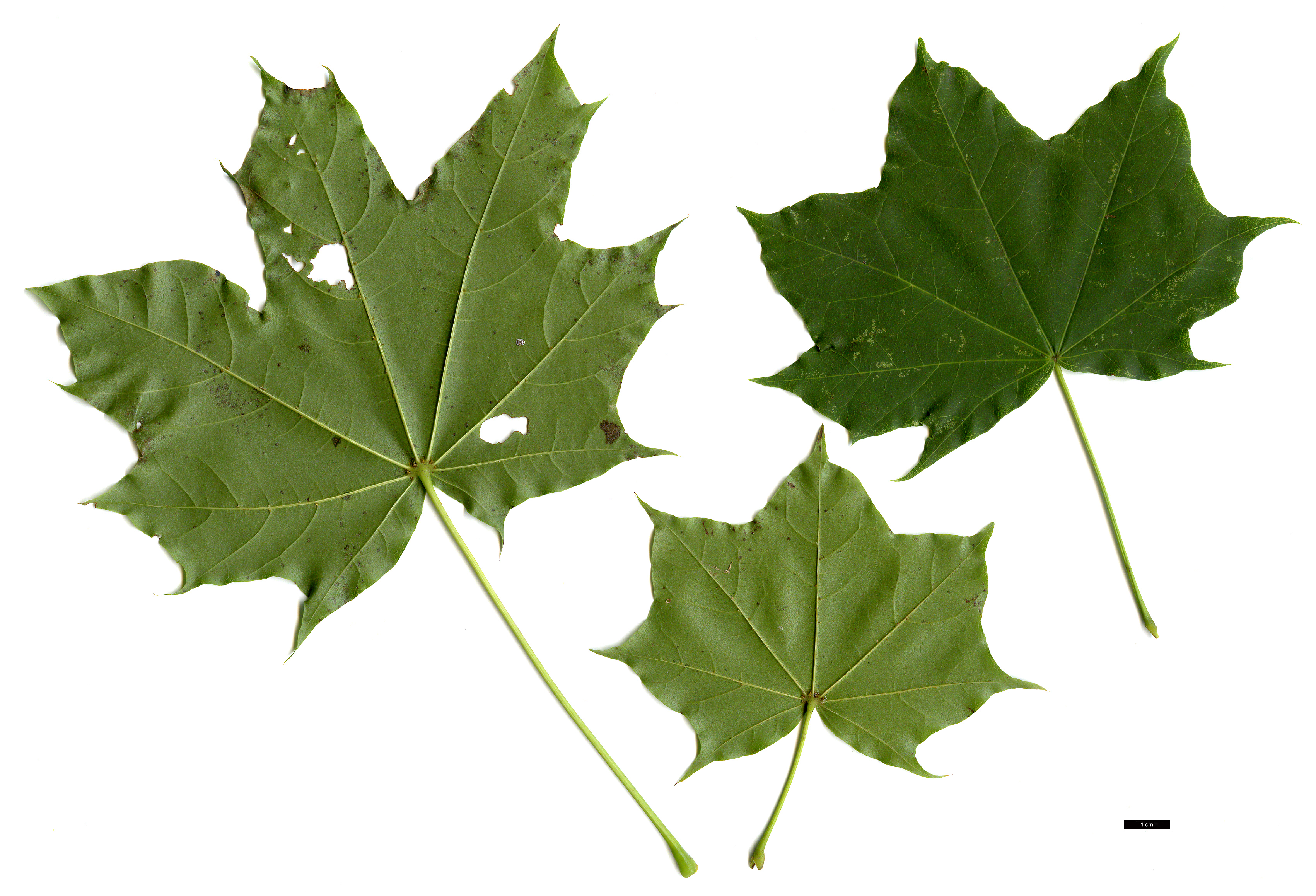 High resolution image: Family: Sapindaceae - Genus: Acer - Taxon: pictum × A.platanoides